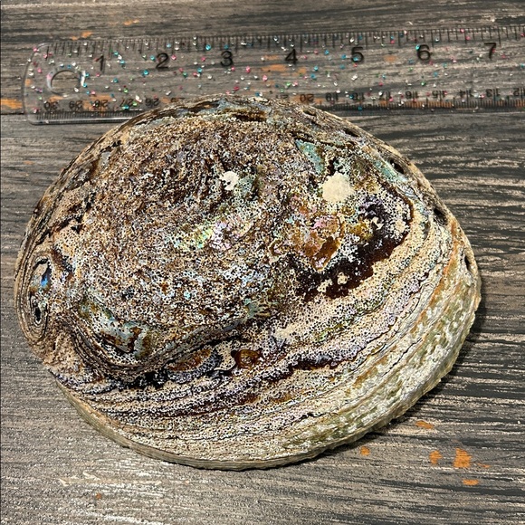 Iridescent Abalone Shell - Picture 6 of 7